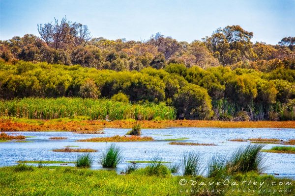 Abundant Bird Life, Yanchep National Park, Perth, Wester Australia