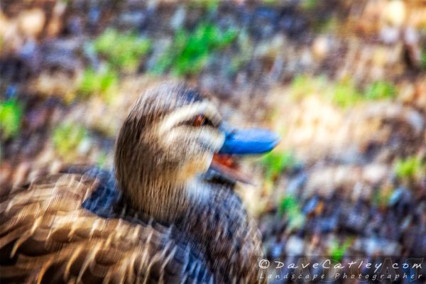 Duck Says Yes, Yanchep National Park, Perth, Western Australia