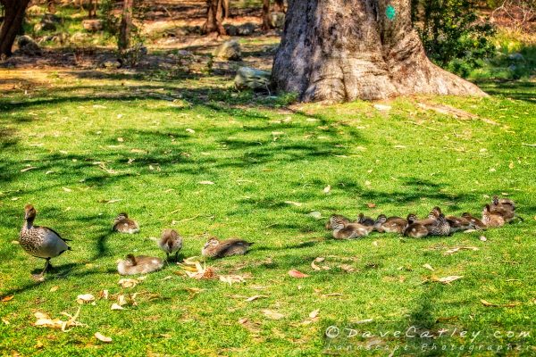 Duckling Creche, Yanchep National Park, Perth, Western Australia