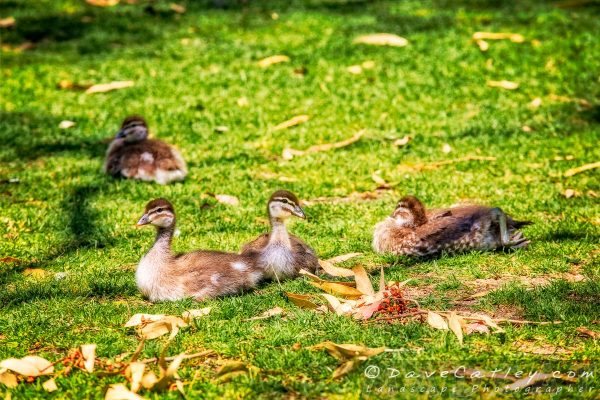 Ducklings On Watch, Yanchep National Park, Perth, Western Australia