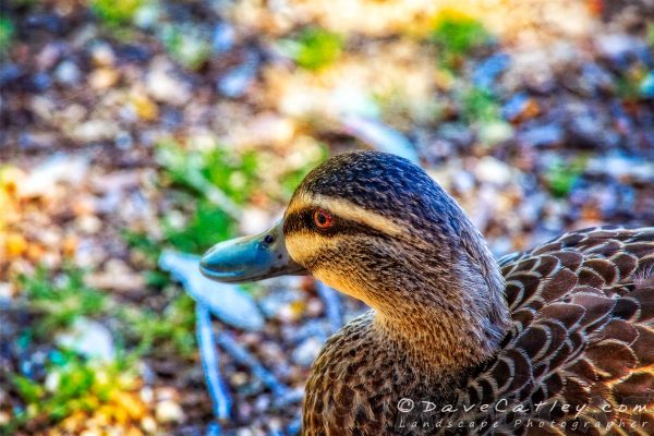 Hungry Duck, Yanchep National Park, Perth, Western Australia