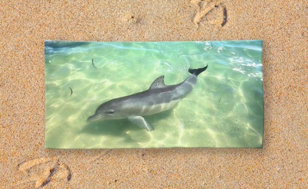 Beach Towel - Samu the Dolpin from Monkey Mia, Shark Bay