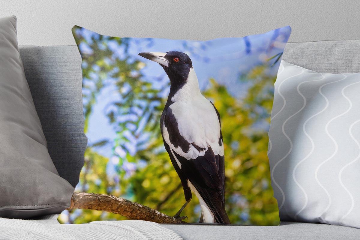 Majestic Magpie - Australian Magpie, Mindarie, Perth, Western Australia, Wildlife Cushion Cover (AMP1.4-V1-CC1)