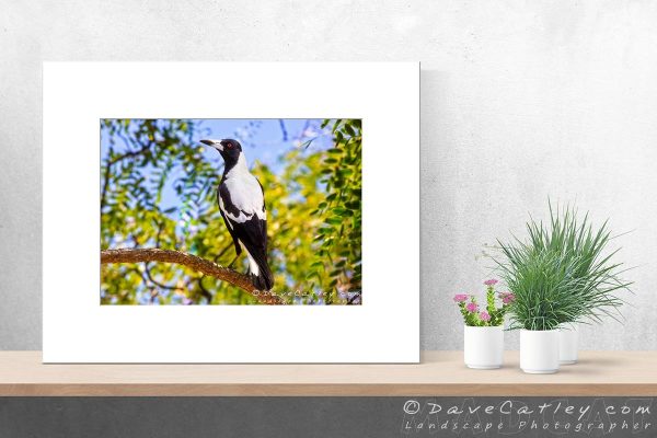 Majestic Magpie - Australian Magpie, Mindarie, Perth, Western Australia, Wildlife Photographic Art (AMP1.4-V1-TH1)