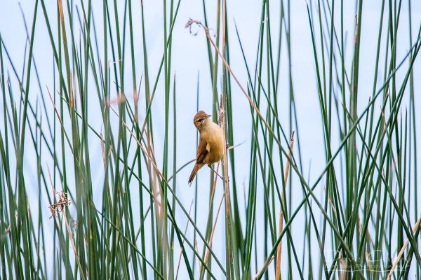Australian Reed Warbler, Lake Monger, Perth, Western Australia