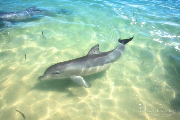 Samu - Baby Dolphin, Monkey Mia, Shark Bay, Western Australia, Wildlife Print (CCW1.1-V1-TH1)