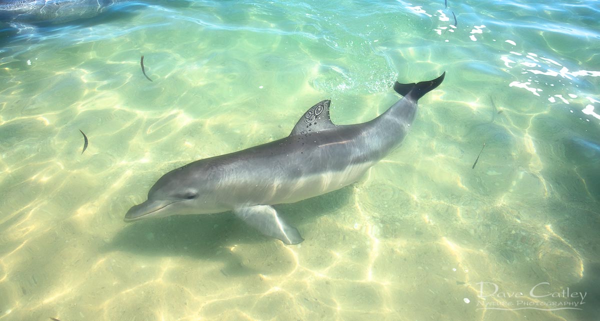 Samu - Baby Dolphin, Monkey Mia, Shark Bay, Western Australia, Wildlife Stubby Holder (CCW1.1-V1-SH1)