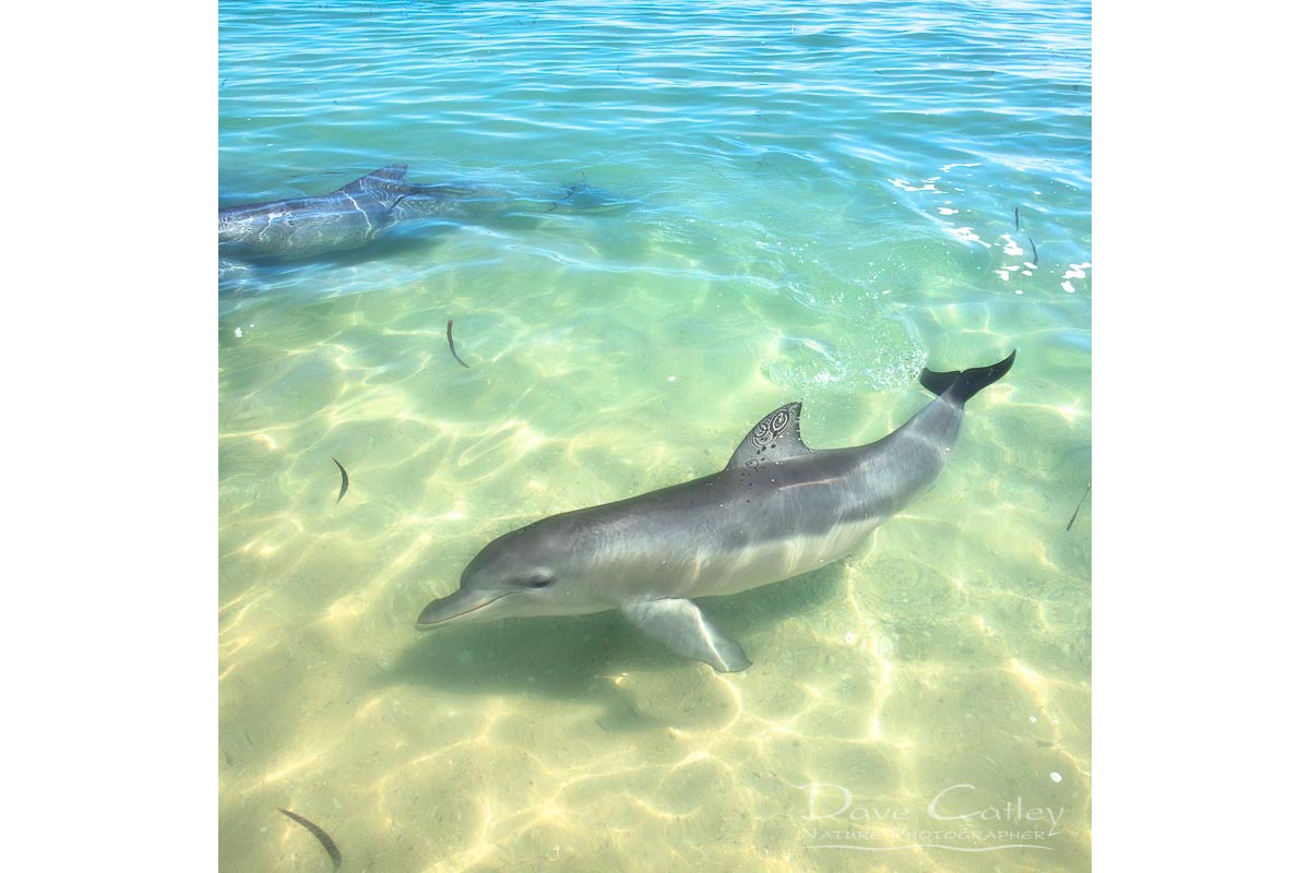 Samu - Baby Dolphin, Monkey Mia, Shark Bay, Western Australia, Wildlife Tote Bag(CCW1.1-V1-TB1)