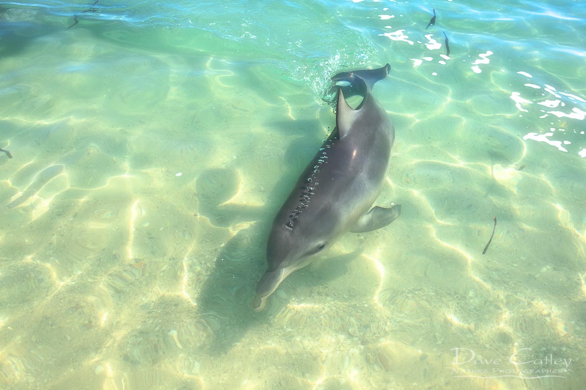Samu - Baby Dolphin, Monkey Mia, Shark Bay, Western Australia, Wildlife Mug (CCW1.2-V1-MG1)