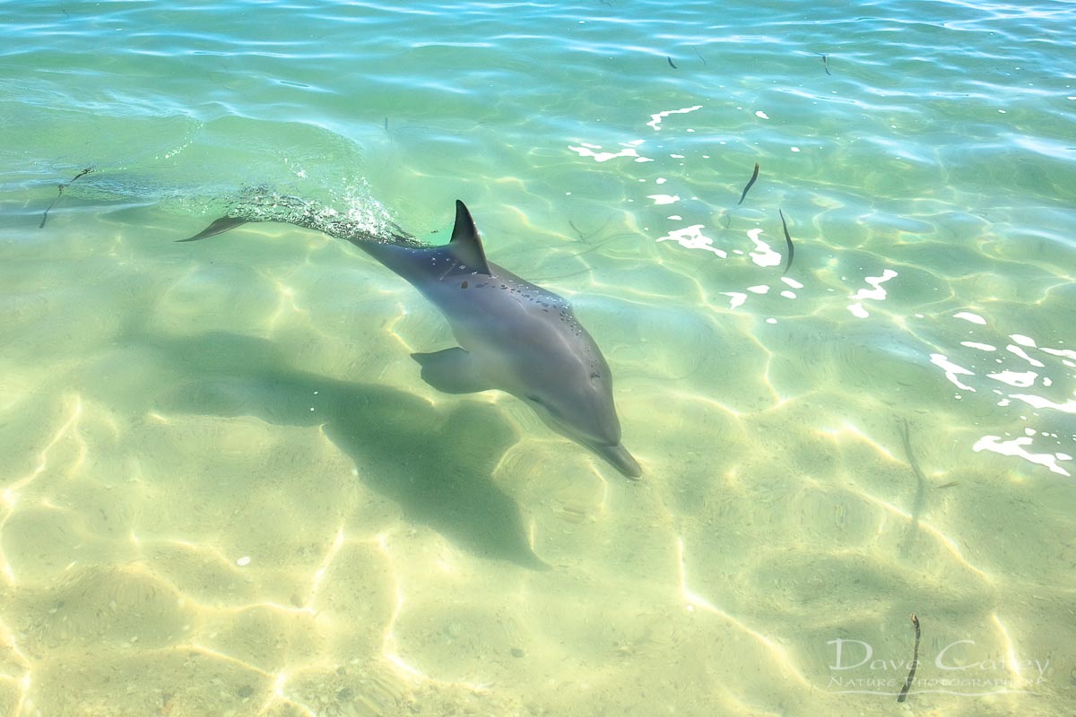 Samu - Baby Dolphin, Monkey Mia, Shark Bay, Western Australia, Wildlife Mug (CCW1.3-V1-MG1)