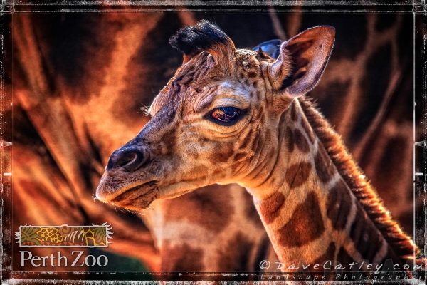 Baby Giraffe, Perth Zoo, South Perth,Western Australia
