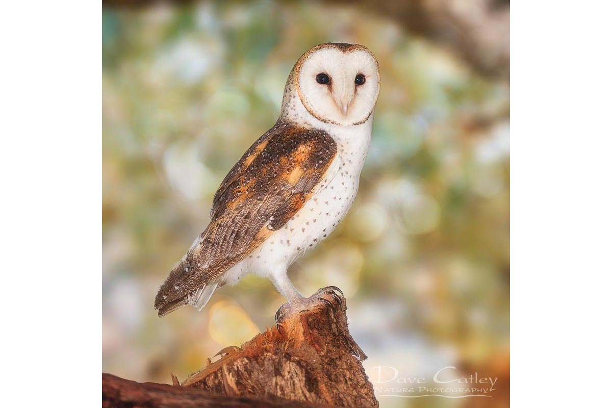 Chips the Owl - Barn Owl, Native Animal Rescue, Perth, Western Australia, Wildlife Cushion Cover (NAR1.9-V2-CC1)