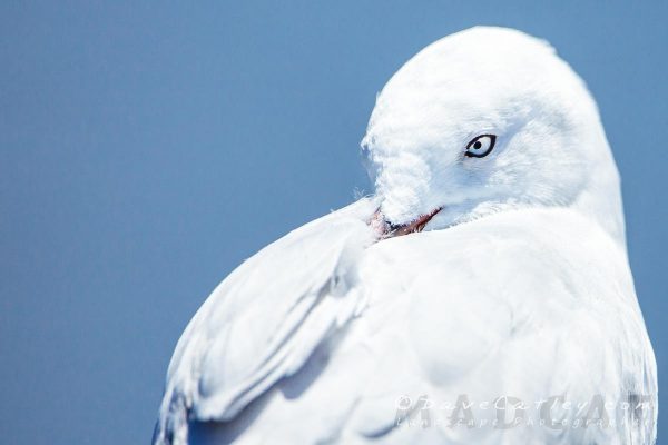Bird Photography - Silver Gull, Neil Hawkins Park, Perth, Western Australia - Photographic Art