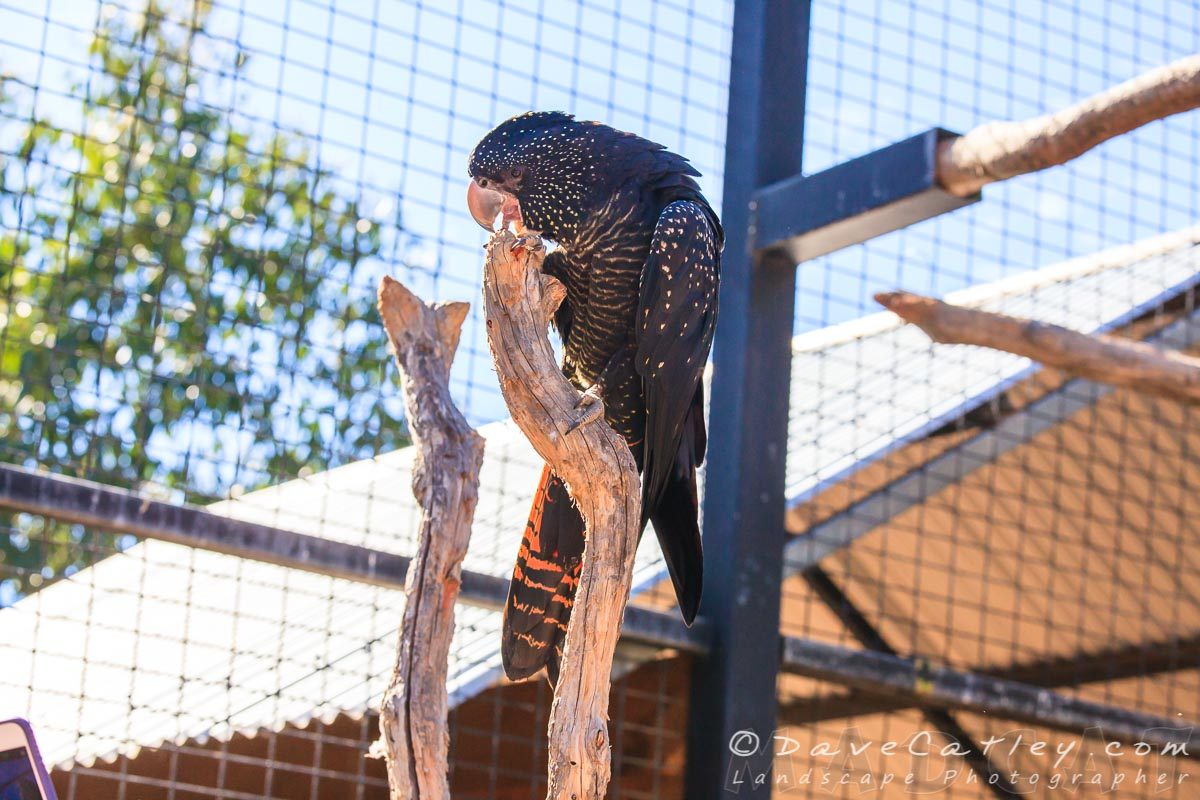 Black Cockatoos, Kaarakin Black Cockatoo Centre, Western Australia - MADCAT Photography
