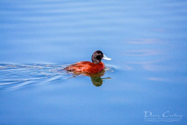 Blue-Billed Duck, Lake Monger, Perth, Western Australia
