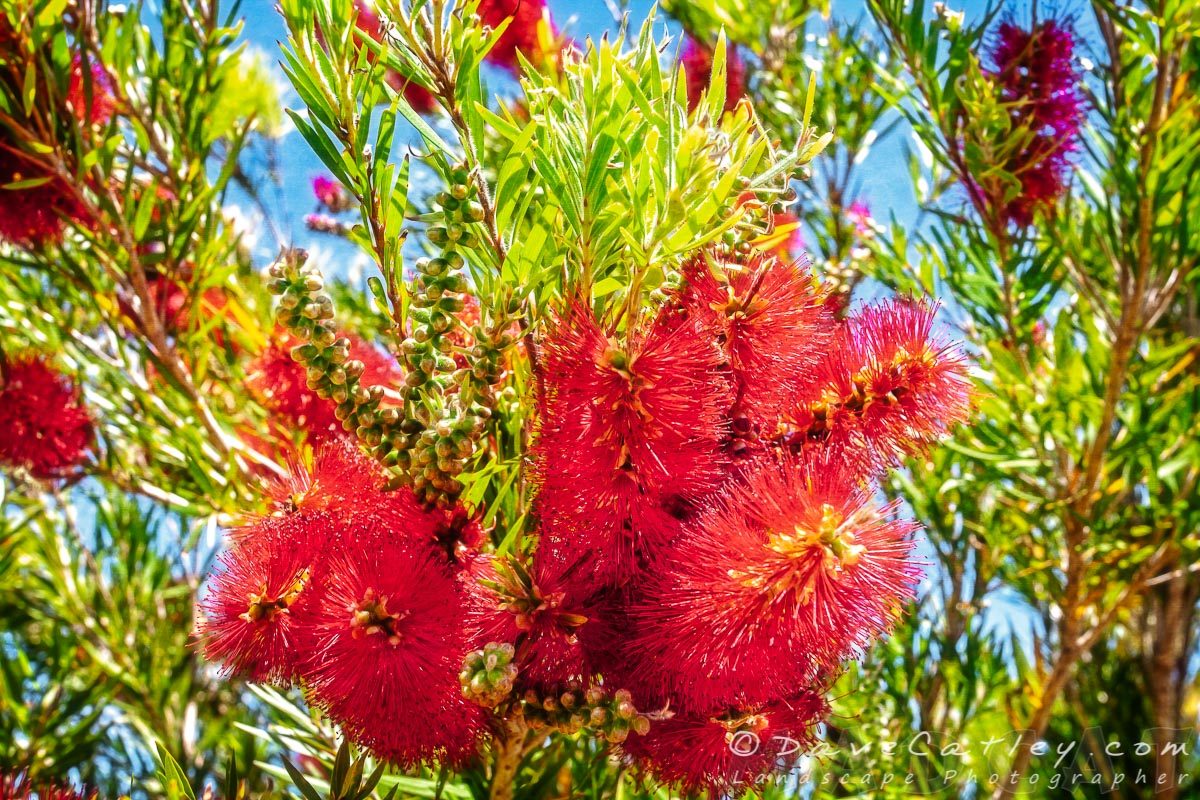 Bottle Brush Flowers, Yanchep National Park, Perth, Western Australia - Photographic Art