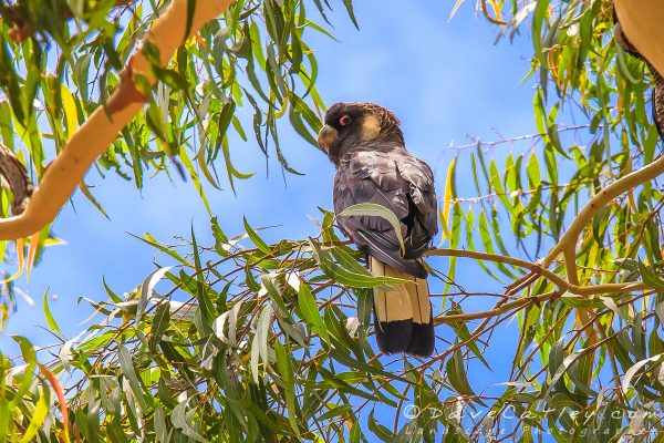 Carnaby Black Cockatoos, Yanchep National Park, Perth, Western Australia