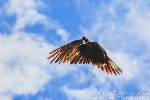 Carnaby Black Cockatoos, Yanchep National Park, Perth, Western Australia