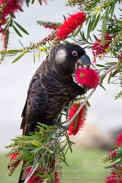Carnaby's Black Cockatoo - Photo Competition, MADCAT Photography, Perth, Western Australia