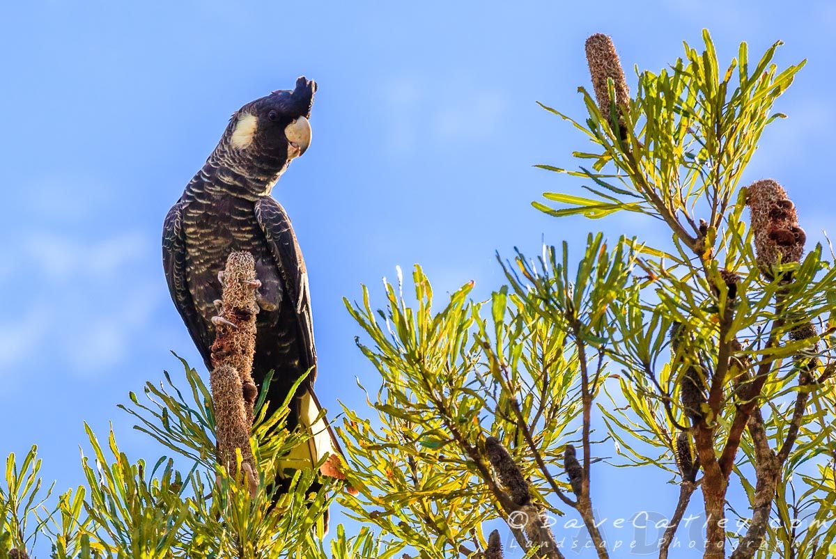Carnaby's Black Cockatoo, Yanchep National Park, Perth, Western Australia - Photographic Art