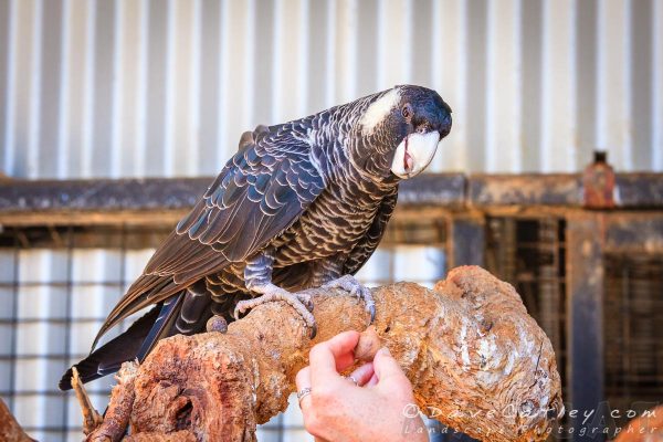 Carnaby's Black Cockatoos, Kaarakin, Gosnells, Western Australia - Photographic Art
