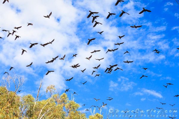 Carnaby's Black Cockatoos, Yanchep National Park, Perth, Western Australia - Photographic Art