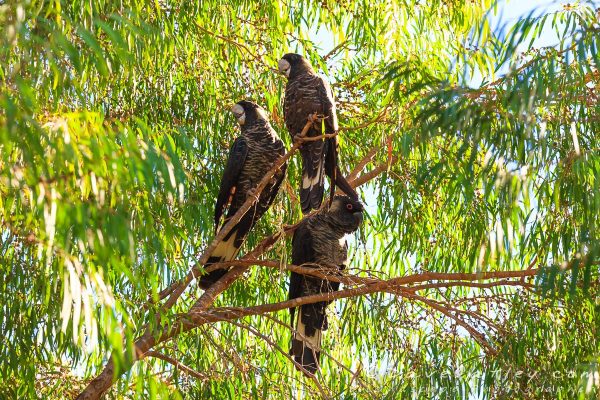 Carnaby's Black Cockatoos, Yanchep National Park, Perth, Western Australia - Photographic Art