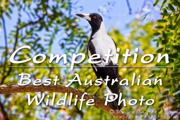 Competition – Best Australian Wildlife Photo