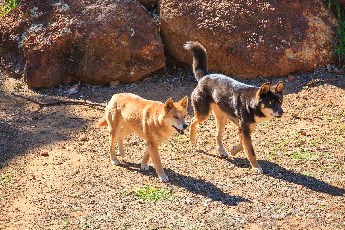 Dingoes, Kaarakin Black Cockatoo Centre, Western Australia - MADCAT Photography