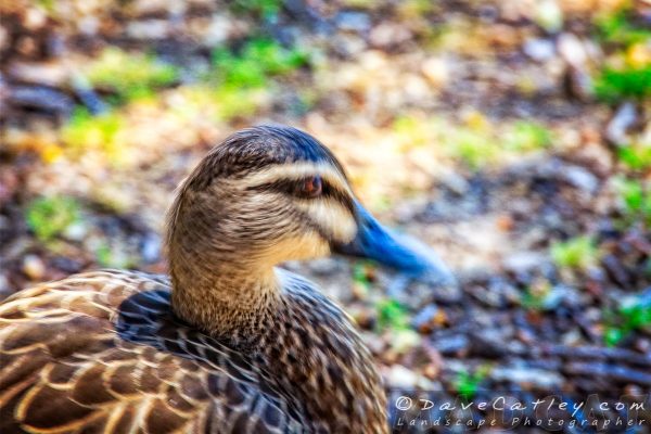 Duck Says No, Yanchep National Park, Perth, Western Australia