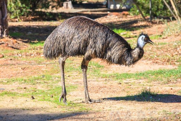 Emu, Kaarakin Black Cockatoo Centre, Western Australia - MADCAT Photography