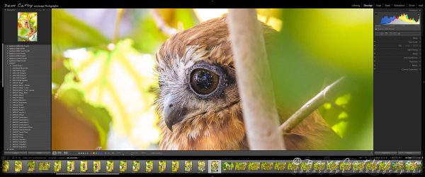 Focus on the Eyes - Southern Boobook Owl, Mindarie, Western Australia