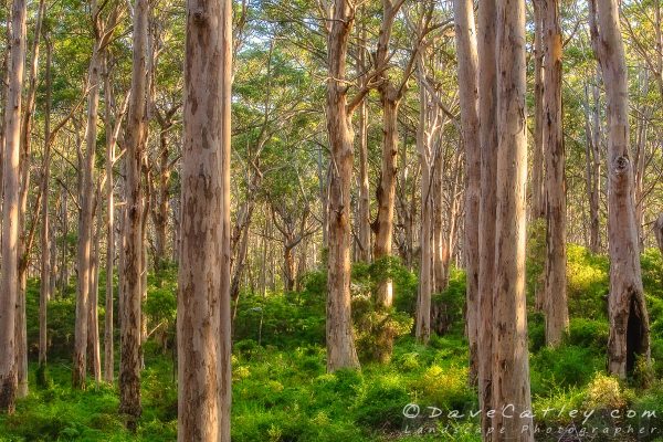 Forest Twilight 1, Boranup Forest, Margaret River, Western Australia - Photographic Art (BFV1.1-V3-TH1)