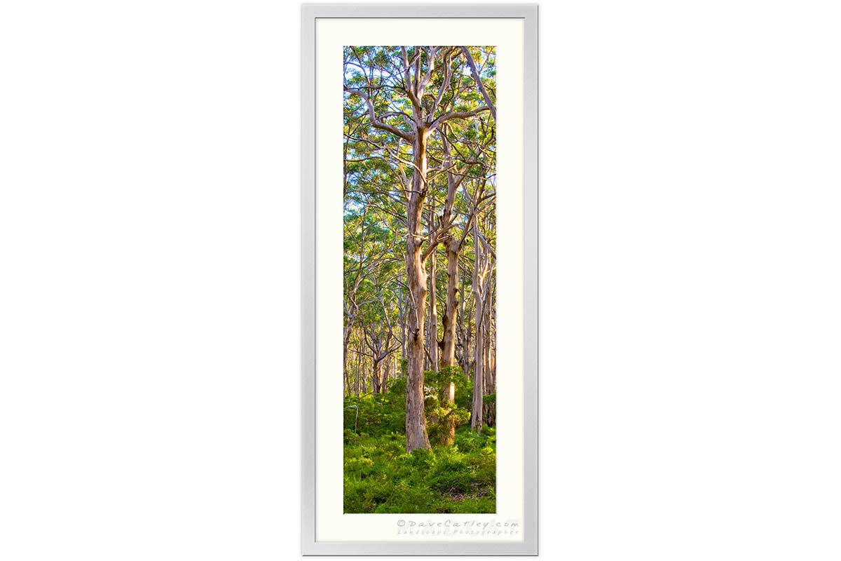 Forest Twilight 2, Boranup Forest, Margaret River, Western Australia - Photographic Art