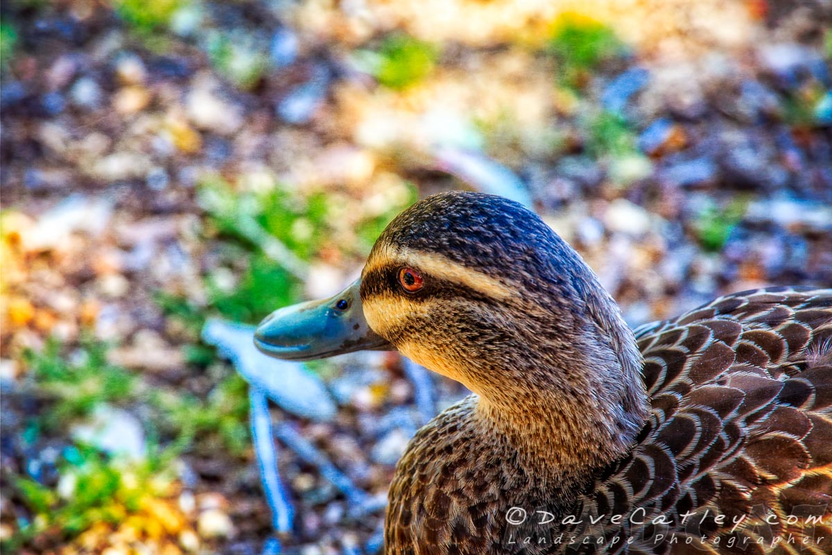Photos – Chasing Ducks in Yanchep National Park