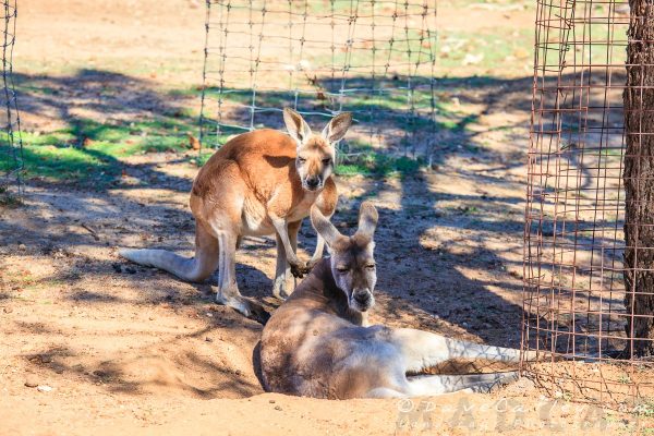 Kangaroos, Kaarakin Black Cockatoo Centre, Western Australia - MADCAT Photography