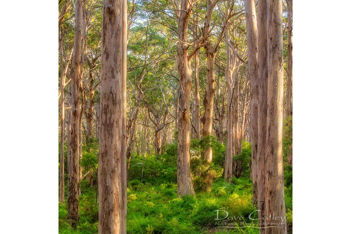 Forest Twilight 1 - Karri Trees, Boranup Forest, Margaret River, Western Australia, Landscape Cushion Cover (BFV1.1-V4-CC1)