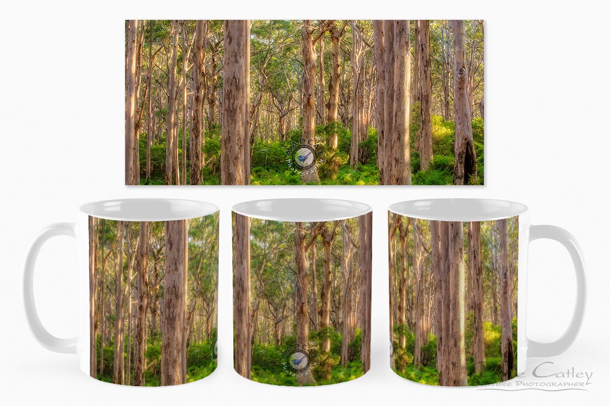 Forest Twilight 1 - Karri Trees, Boranup Forest, Margaret River, Western Australia, Landscape Mug (BFV1.1-V4-MG1)