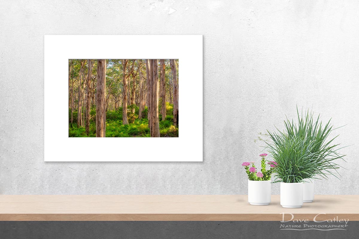 Forest Twilight 1 - Karri Trees, Boranup Forest, Margaret River, Western Australia, Landscape Print (BFV1.1-V4-TH1)