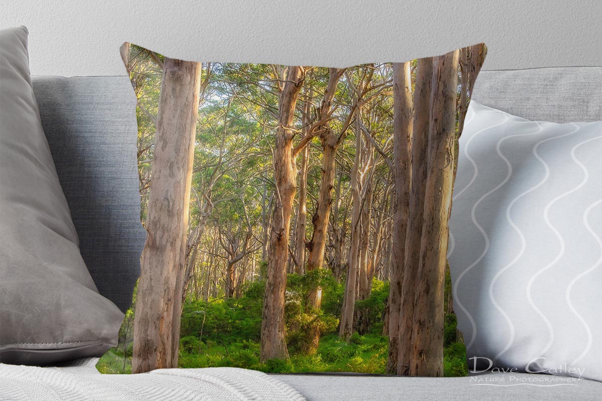 Forest Twilight 2 - Karri Trees, Boranup Forest, Margaret River, Western Australia, Landscape Cushion Cover (BFV1.2-V3-CC1)