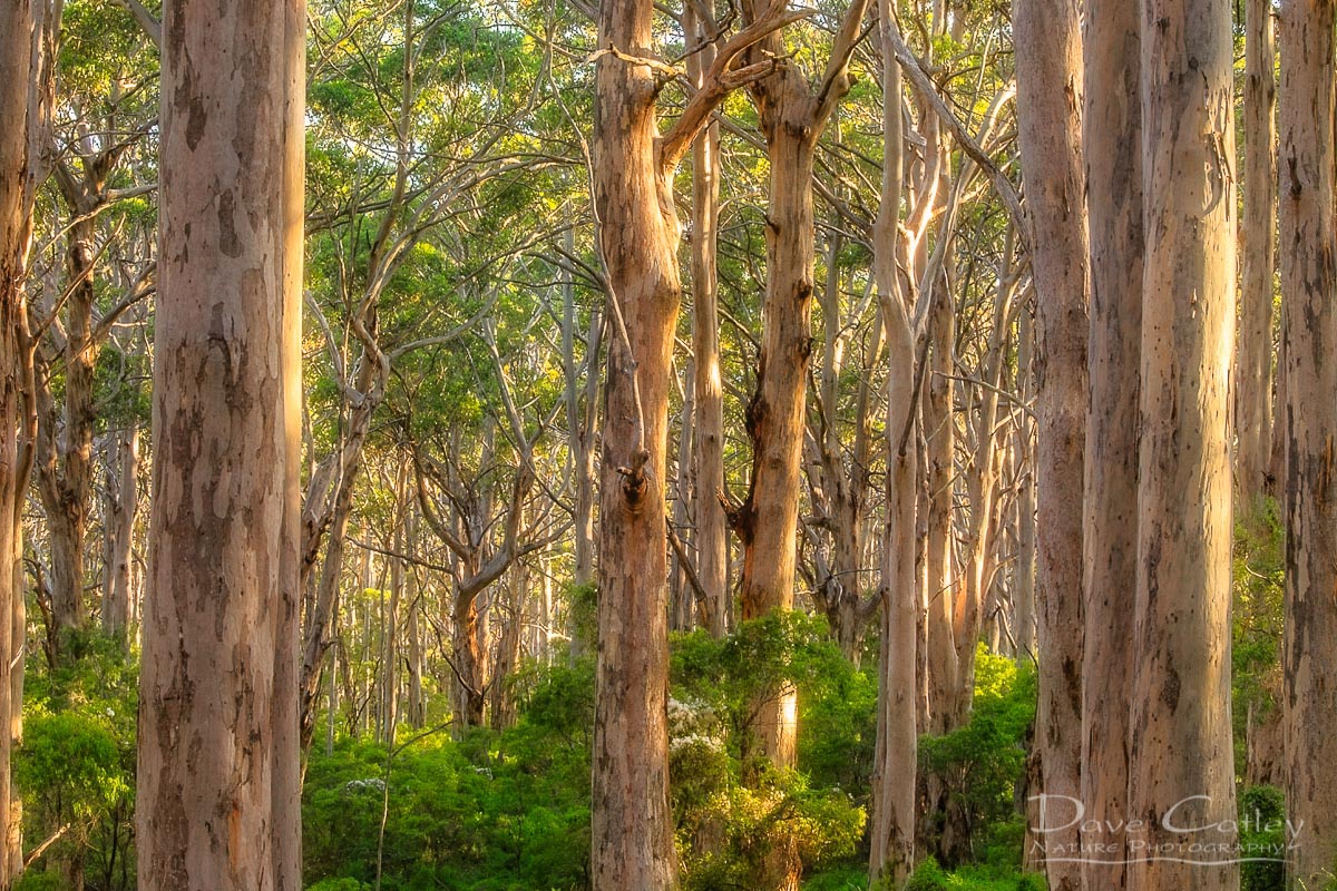 Forest Twilight 2 - Karri Trees, Boranup Forest, Margaret River, Western Australia, Landscape Mug (BFV1.2-V3-MG1)
