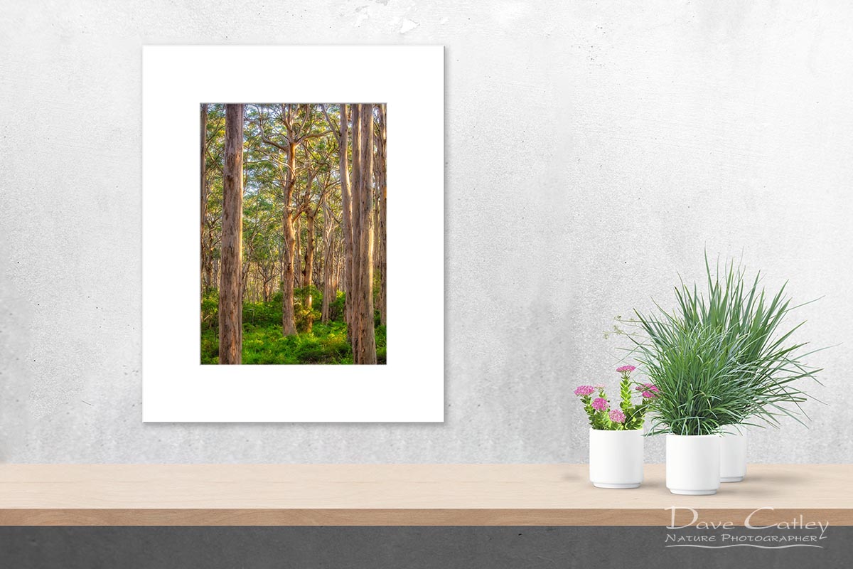 Forest Twilight 2 - Karri Trees, Boranup Forest, Margaret River, Western Australia, Landscape Print (BFV1.2-V3-TV1)