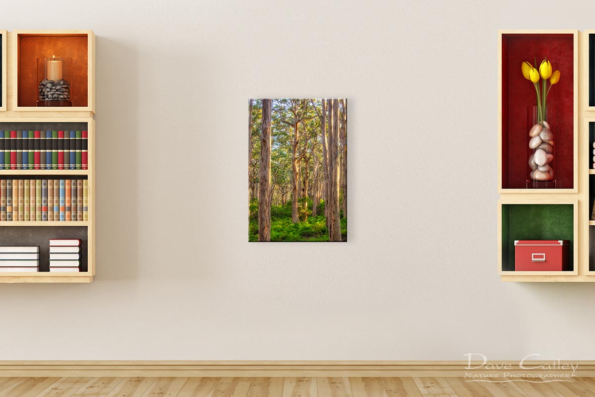Forest Twilight 2 - Karri Trees, Boranup Forest, Margaret River, Western Australia, Landscape Print (BFV1.2-V3-TV1)