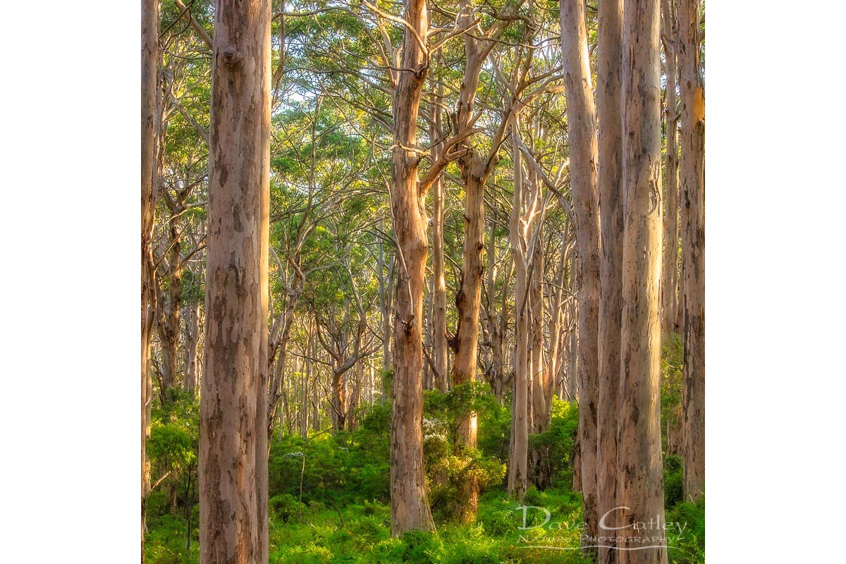 Forest Twilight 2 - Karri Trees, Boranup Forest, Margaret River, Western Australia, Landscape Tote Bag(BFV1.2-V3-TB1)