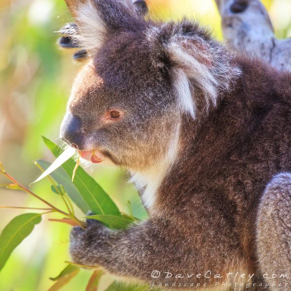 Koala, Yanchep National Park, Perth, Western Australia - Photographic Art