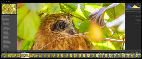 Lightroom Close Up of Southern Boobook Owl, Mindarie, Western Australia