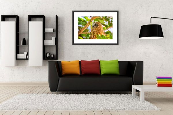 Living Room - Print + Frame - Sturts Desert Pea, Kings Park, Perth