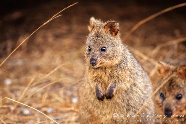 Quokka Cuteness, Rottnest Island, Perth, Western Australia - Photographic Art