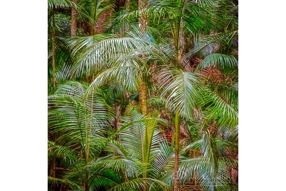 Deep in the Forest - Rainforest, Tamborine Mountain, Tamborine, Queensland, Landscape Cushion Cover (GCR1.1-V1-CC1)