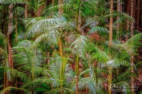 Deep in the Forest - Rainforest, Tamborine Mountain, Tamborine, Queensland, Landscape Print (GCR1.1-V1-TH1)